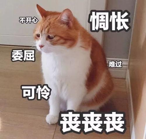 惊喜福利章鱼片在线观看,在线观看解锁美味瞬间