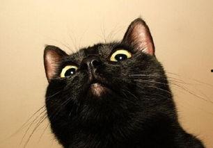 小黑猫福利av导航在线